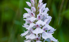 Dactylorhiza maculata (L.) Soó 23/06/2009