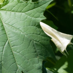 <em>Datura stramonium</em> L. 16/08/2010