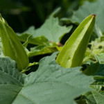 <em>Datura stramonium</em> L. 16/08/2010