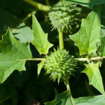 Datura stramonium L. 16/08/2010