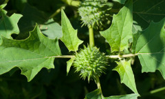 Datura stramonium L. 16/08/2010