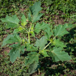 <em>Datura stramonium</em> L. 16/08/2010