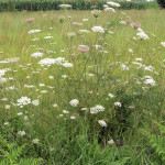 <em>Daucus carota</em> L. 02/08/2007