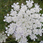 Daucus carota L. 02/08/2007