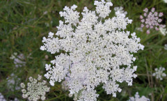 Daucus carota L. 02/08/2007