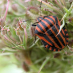 <em>Daucus carota</em> L. 02/08/2007