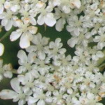 <em>Daucus carota</em> L. 02/08/2007