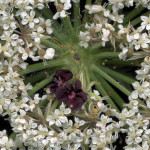 <em>Daucus carota</em> L. 20/08/2008