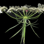 <em>Daucus carota</em> L. 30/07/2007