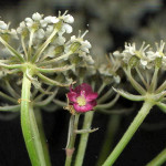 <em>Daucus carota</em> L. 30/07/2007