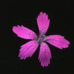 <em>Dianthus armeria</em> L. 22/06/2010