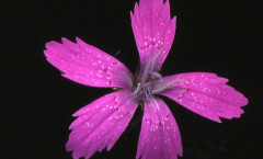 Dianthus armeria L. 22/06/2010