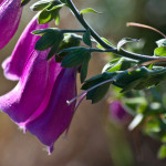 <em>Digitalis purpurea</em> L. 08/08/2010