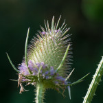 Dipsacus fullonum L. 16/08/2010