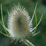 <em>Dipsacus fullonum</em> L. 16/08/2010