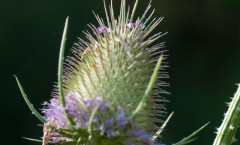 Dipsacus fullonum L. 16/08/2010