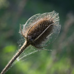 <em>Dipsacus fullonum</em> L. 18/04/2011