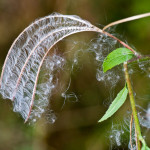 <em>Epilobium hirsutum</em> L. 17/08/2009