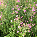 <em>Epilobium hirsutum</em> L. 26/08/2007