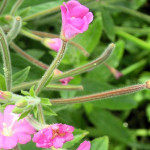 Epilobium hirsutum L. 26/08/2007