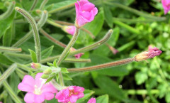 Epilobium hirsutum L. 26/08/2007