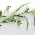 <em>Epilobium lanceolatum</em> Sebast. & Mauri 08/06/2008