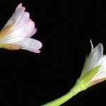 <em>Epilobium lanceolatum</em> Sebast. & Mauri 08/06/2008