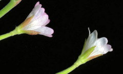 Epilobium lanceolatum Sebast. & Mauri 08/06/2008