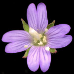 <em>Epilobium parviflorum</em> Schreb. 07/08/2007