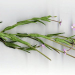 <em>Epilobium parviflorum</em> Schreb. 07/08/2007