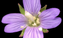 Epilobium parviflorum Schreb. 07/08/2007