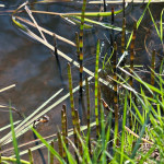 <em>Equisetum fluviatile</em> L. 04/04/2010