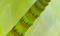 Equisetum fluviatile L. 04/04/2010