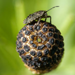 <em>Equisetum fluviatile</em> L. 17/05/2010