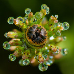 <em>Equisetum fluviatile</em> L. 18/05/2010