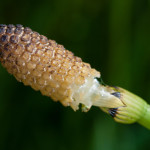 <em>Equisetum fluviatile</em> L. 18/05/2010