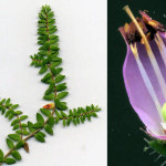 <em>Erica ciliaris</em> Loefl. ex L. 22/09/2007