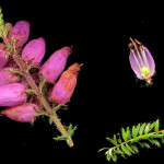 <em>Erica ciliaris</em> Loefl. ex L. 22/09/2007