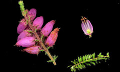 Erica ciliaris Loefl. ex L. 22/09/2007