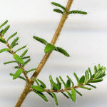 <em>Erica ciliaris</em> Loefl. ex L. 22/09/2007