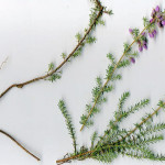 <em>Erica cinerea</em> Loefl. ex L. 22/08/2008