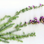 <em>Erica cinerea</em> Loefl. ex L. 22/08/2008