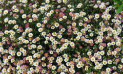 Erigeron karvinskianus 16/05/2019