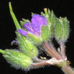 <em>Erodium moschatum</em> (L.) L'Hér. 23/09/2008