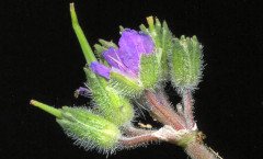 Erodium moschatum (L.) L'Hér. 23/09/2008