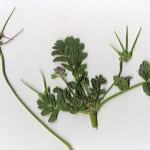 <em>Erodium moschatum</em> (L.) L'Hér. 25/09/2007