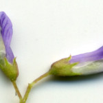 <em>Ervum tetraspermum</em> L. 25/06/2010