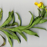 <em>Erysimum cheiri</em> (L.) Crantz 05/04/2008