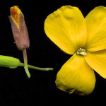 <em>Erysimum cheiri</em> (L.) Crantz 05/04/2008