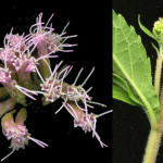 <em>Eupatorium cannabinum</em> Loefl. ex L. 11/09/2007